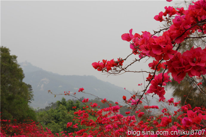 Mar de bugambilias en Meihailing, Xiamen, Fujian1