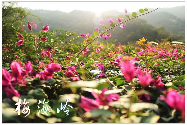 Mar de bugambilias en Meihailing, Xiamen, Fujian2