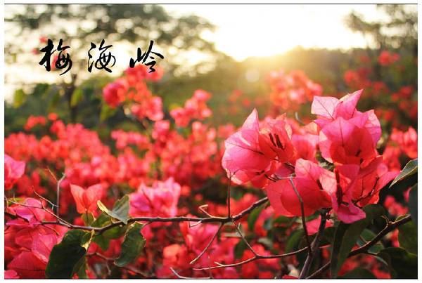 Mar de bugambilias en Meihailing, Xiamen, Fujian3