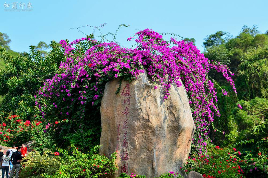 Mar de bugambilias en Meihailing, Xiamen, Fujian5