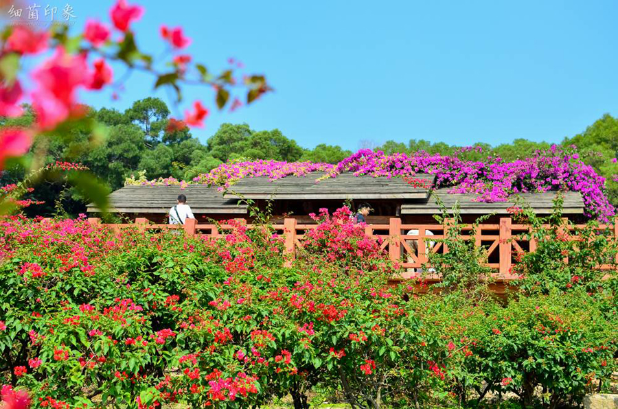 Mar de bugambilias en Meihailing, Xiamen, Fujian7