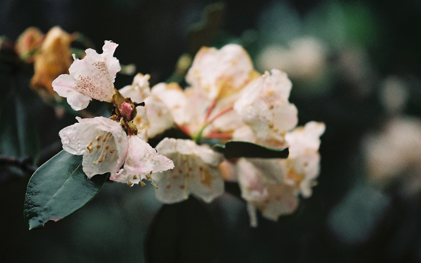 Monte Sanqing de Shangrao, Provincia de Jiangxi: La belleza de la azalea brilla en el monte divino de los mil años 1