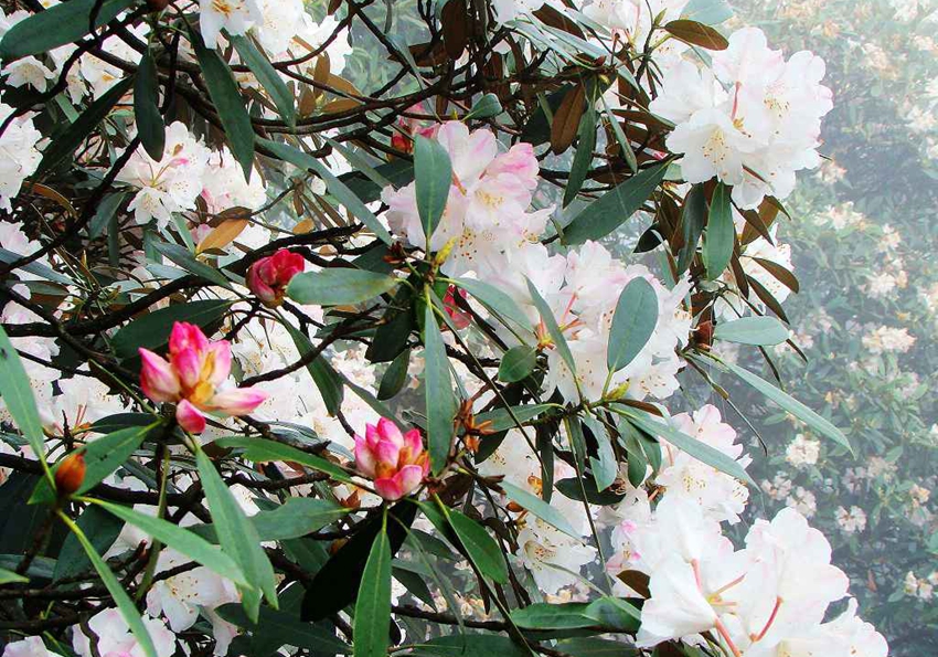 Monte Sanqing de Shangrao, Provincia de Jiangxi: La belleza de la azalea brilla en el monte divino de los mil años 2