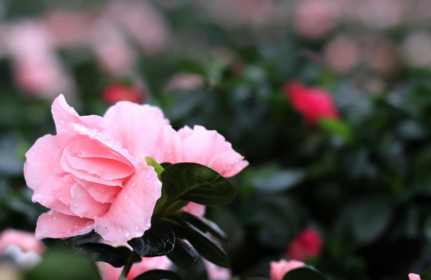 Monte Sanqing de Shangrao, Provincia de Jiangxi: La belleza de la azalea brilla en el monte divino de los mil años 8