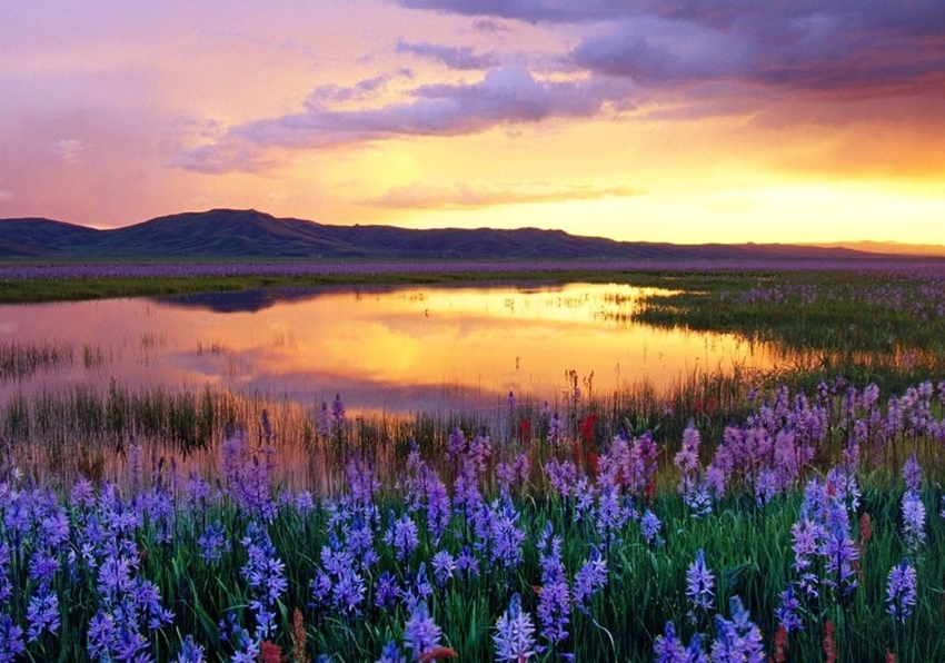 Valle de flores de Yili: el amor entre la montaña nevada y la lavanda 1