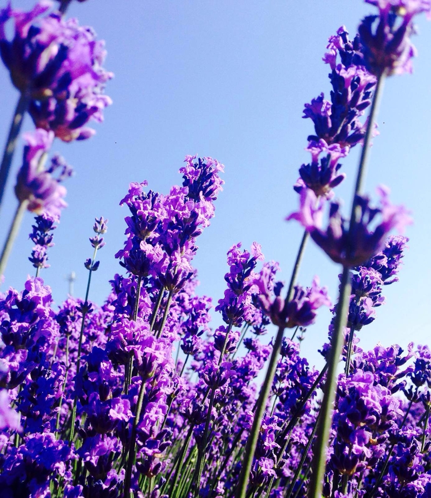 Valle de flores de Yili: el amor entre la montaña nevada y la lavanda 2