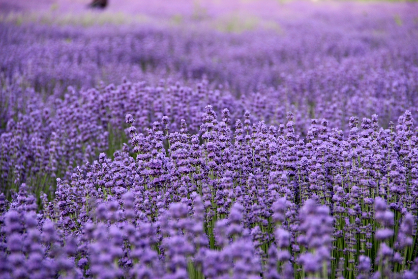 Valle de flores de Yili: el amor entre la montaña nevada y la lavanda 3