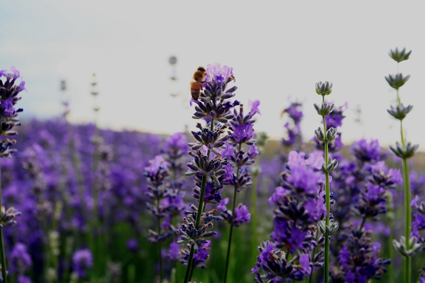 Valle de flores de Yili: el amor entre la montaña nevada y la lavanda 5