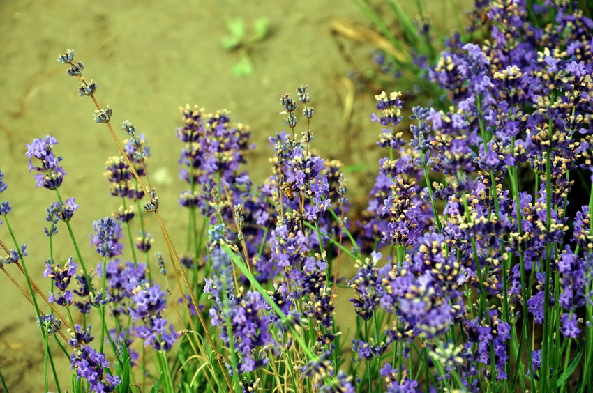 Valle de flores de Yili: el amor entre la montaña nevada y la lavanda 7