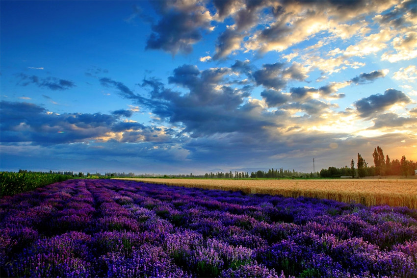 Valle de flores de Yili: el amor entre la montaña nevada y la lavanda 8