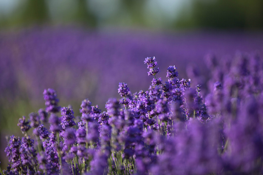 Valle de flores de Yili: el amor entre la montaña nevada y la lavanda 9