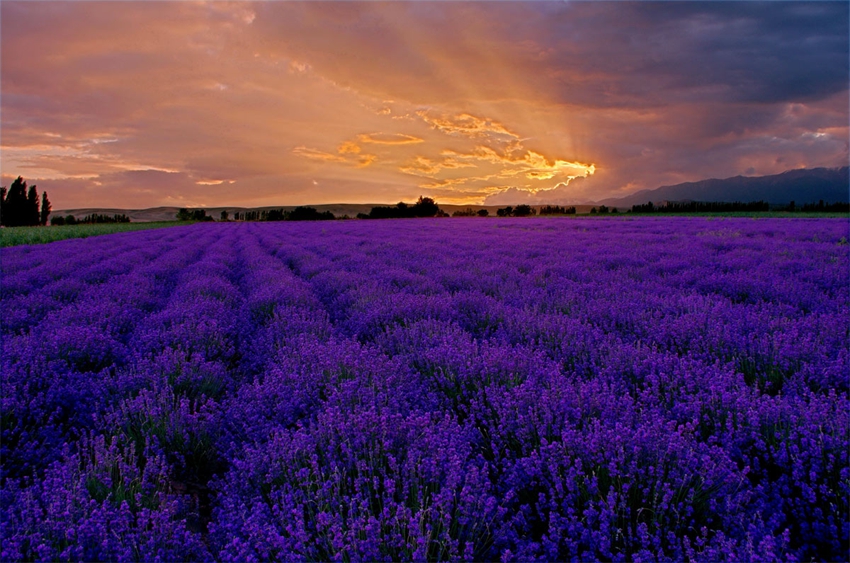 Valle de flores de Yili: el amor entre la montaña nevada y la lavanda 10